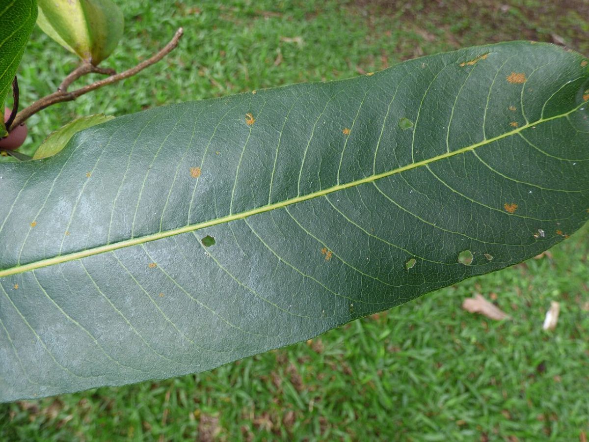 Close-up of a Terminalia arjuna leaf