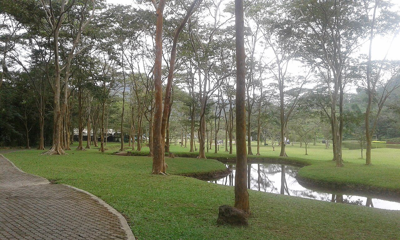 Terminalia arjuna trees growing along a riverbank